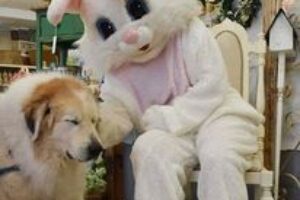 Max and Easter Bunny Univ Pickers
